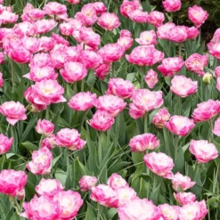 Pfingstrosen-Tulpen rosa Pompon (x10) - Doppelt gefüllt, doppelt schön