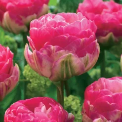 Pfingstrosen-Tulpen rosa Pompon (x10) - Doppelt gefüllt, doppelt schön