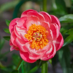 Pfingstrose Paeonia 'Coral Sunset' - Farbwechsel, der begeistert