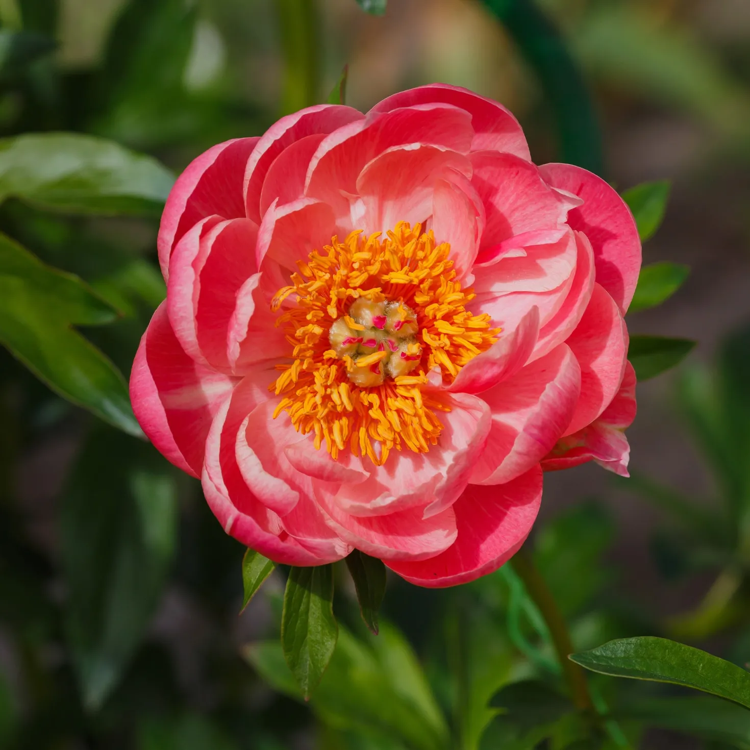 Pfingstrose Paeonia 'Coral Sunset' - Farbwechsel, der begeistert