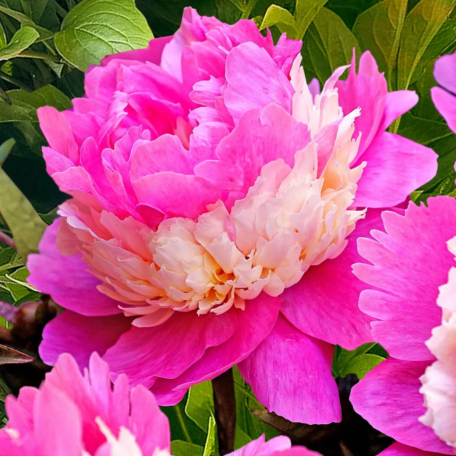 Pfingstrose Paeonia 'Sorbet' - Gefüllte Blüte wie Eis