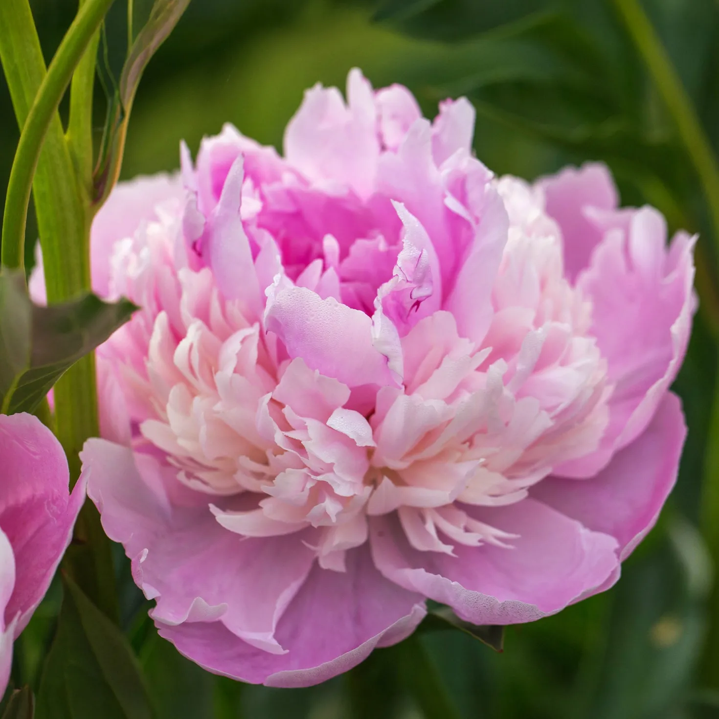Pfingstrose Paeonia 'Sorbet' - Gefüllte Blüte wie Eis