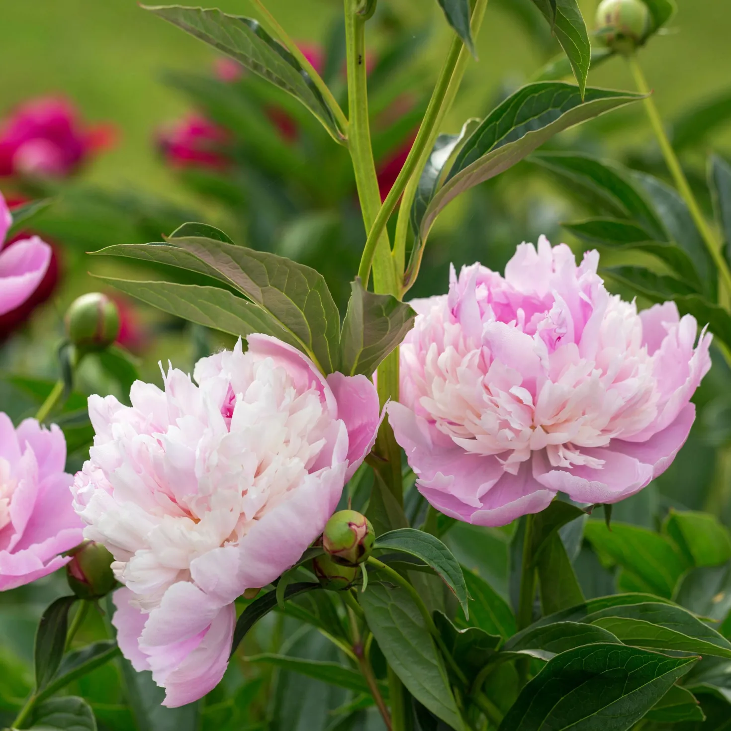 Pfingstrose Paeonia 'Sorbet' - Gefüllte Blüte wie Eis