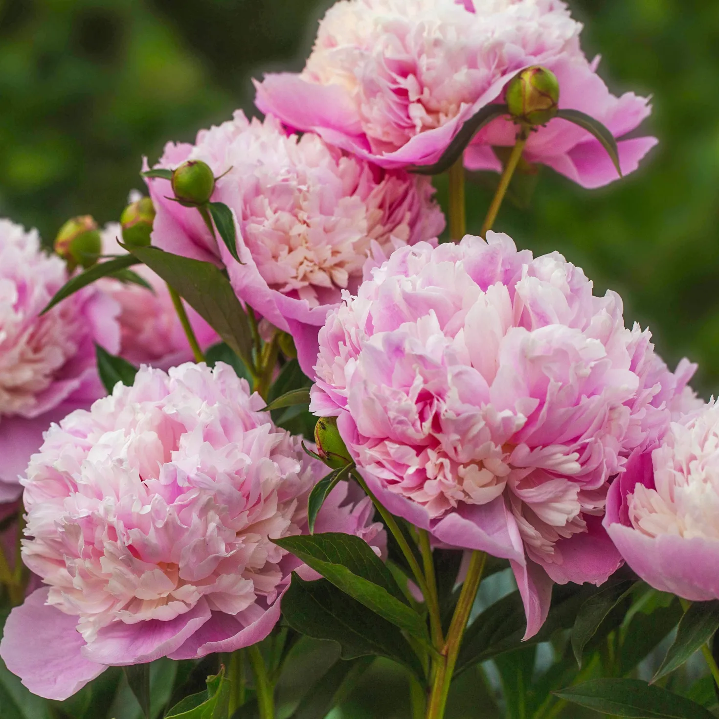 Pfingstrose Paeonia 'Sorbet' - Gefüllte Blüte wie Eis