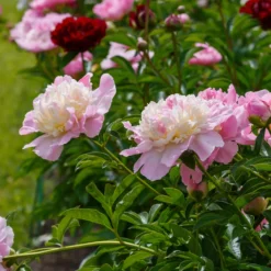 Pfingstrose Raspberry Sundae - Duftende Blüten wie Eiscreme