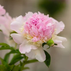 Pfingstrose Raspberry Sundae - Duftende Blüten wie Eiscreme