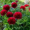Pfingstrose Red Charm - Rot, groß, duftend