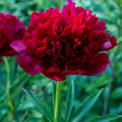 Pfingstrose Red Charm - Rot, groß, duftend