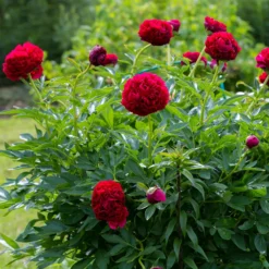 Pfingstrose Red Charm - Rot, groß, duftend