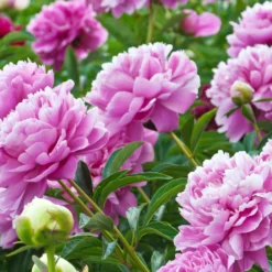 Pfingstrose ‘Sarah Bernhardt’ - Riesige Blüten, null Aufwand