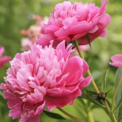 Pfingstrose ‘Sarah Bernhardt’ - Riesige Blüten, null Aufwand