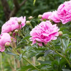 Pfingstrose ‘Sarah Bernhardt’ - Riesige Blüten, null Aufwand