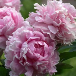 Pfingstrose 'Sarah Bernhardt' - Riesige Blüten, null Aufwand