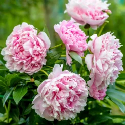 Pfingstrose 'Sarah Bernhardt' - Riesige Blüten, null Aufwand