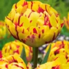 Pfingstrose Tulpe 'Golden Nizza' (x10) - Goldene Blüten wie Pfingstrosen