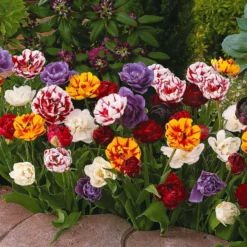 Pfingstrose Tulpen Mischung (x20) - Volle Blüten wie Pfingstrosen