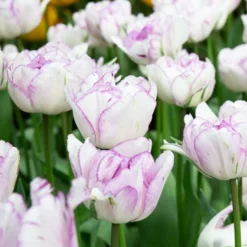 Pfingstrose Tulpe 'Shirley Double' (x5) - Doppelt gefüllt, doppelt schön