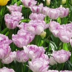 Pfingstrose Tulpe 'Shirley Double' (x5) - Doppelt gefüllt, doppelt schön
