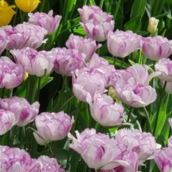 Pfingstrose Tulpe 'Shirley Double' (x5) - Doppelt gefüllt, doppelt schön