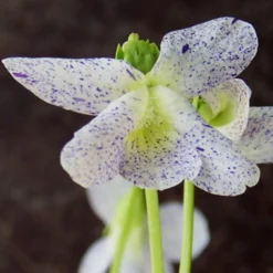 Pfingstveilchen Freckles - Getupfte Blüten, null Aufwand