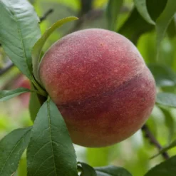 Pfirsich Amsden - Frühe Pfirsiche, süß und saftig