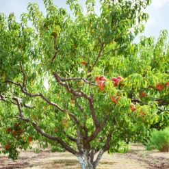 Pfirsichbaum Suncrest - Saftige Pfirsiche direkt vom Baum