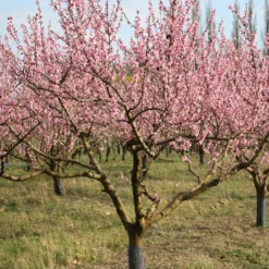 Pfirsichbaum Suncrest - Saftige Pfirsiche direkt vom Baum