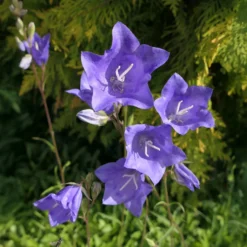 Pfirsichblättrige Glockenblume - Blaue Blüten den ganzen Sommer