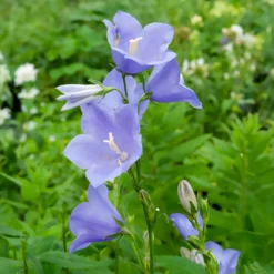 Pfirsichblättrige Glockenblume - Blaue Blüten den ganzen Sommer