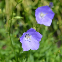 Pfirsichblättrige Glockenblume - Blaue Blüten den ganzen Sommer