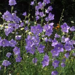 Pfirsichblättrige Glockenblume - Blaue Blüten den ganzen Sommer