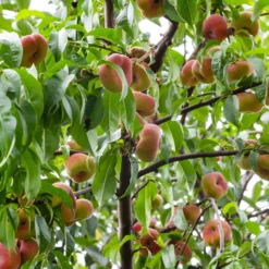 Pfirsich Saturn - Flache Pfirsiche, süßer Genuss