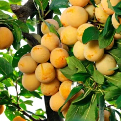 Pflaume Mirabelle von Nancy - Süße Mirabellen frisch geerntet