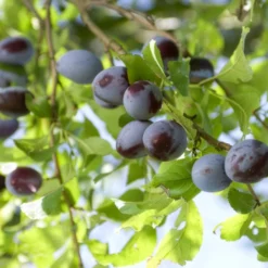 Pflaume ‘Quetsche d’Alsace’ - Süße Zwetschgen im Sommer
