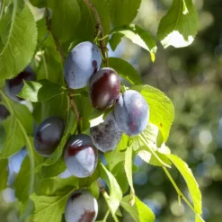 Pflaume ‘Quetsche d’Alsace’ - Süße Zwetschgen im Sommer