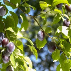 Pflaume ‘Quetsche d’Alsace’ - Süße Zwetschgen im Sommer