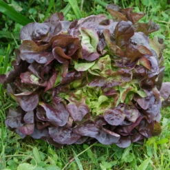Pflücksalat Bocado - Frisch pflücken statt schneiden