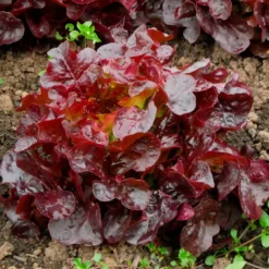 Pflücksalat Bocado - Frisch pflücken statt schneiden
