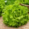 Pflücksalat Florine - Knackig, frisch, immer nachwachsend