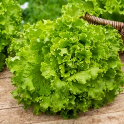 Pflücksalat Florine - Knackig, frisch, immer nachwachsend