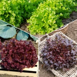Pflücksalat-Kollektion - Frischer Salat ohne Warten