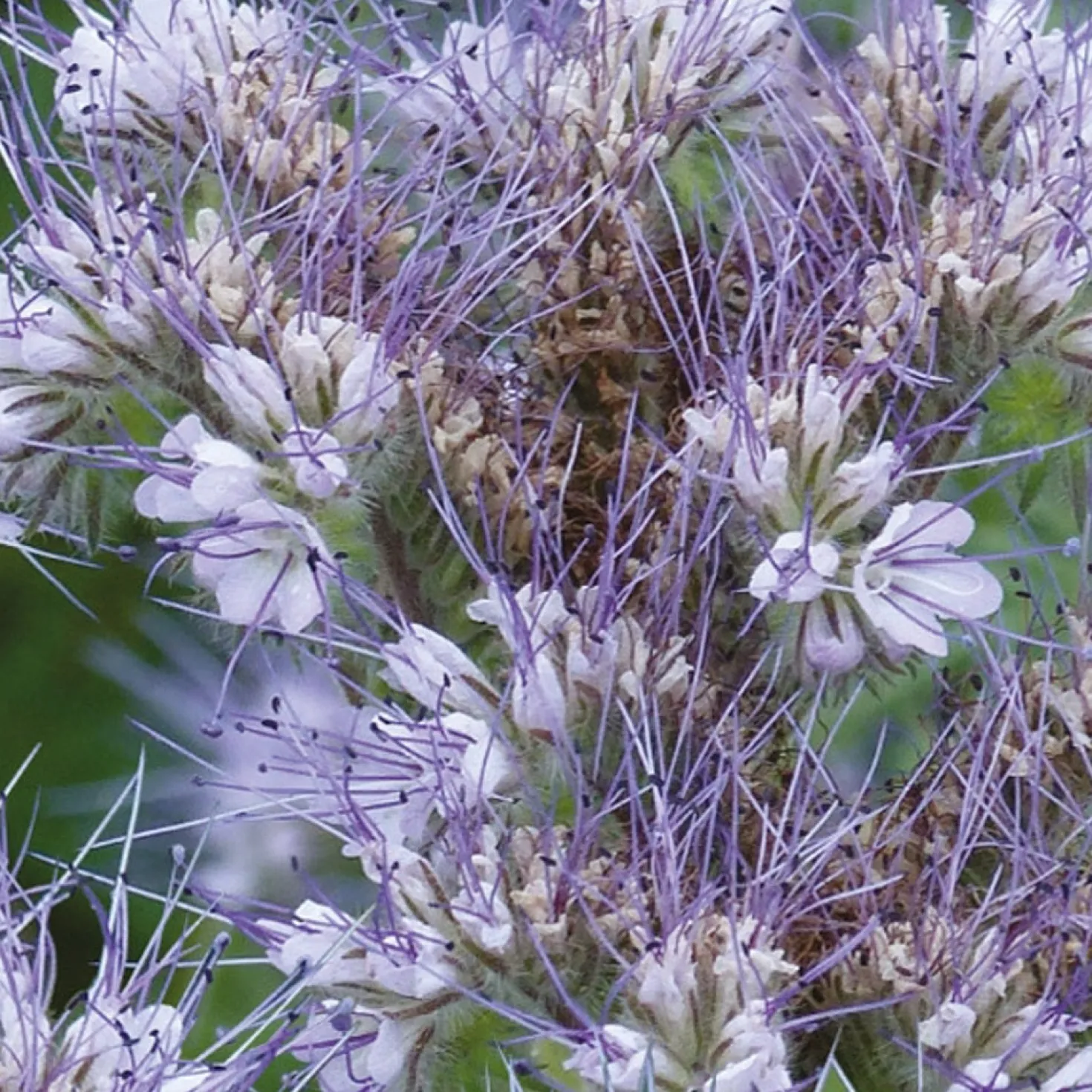 Phacelia Bio - Bienenweide in Violett