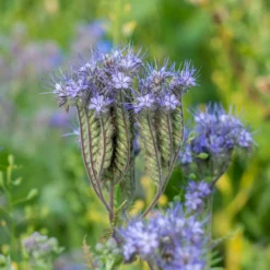 Phacelia Bio - Bienenweide in Violett