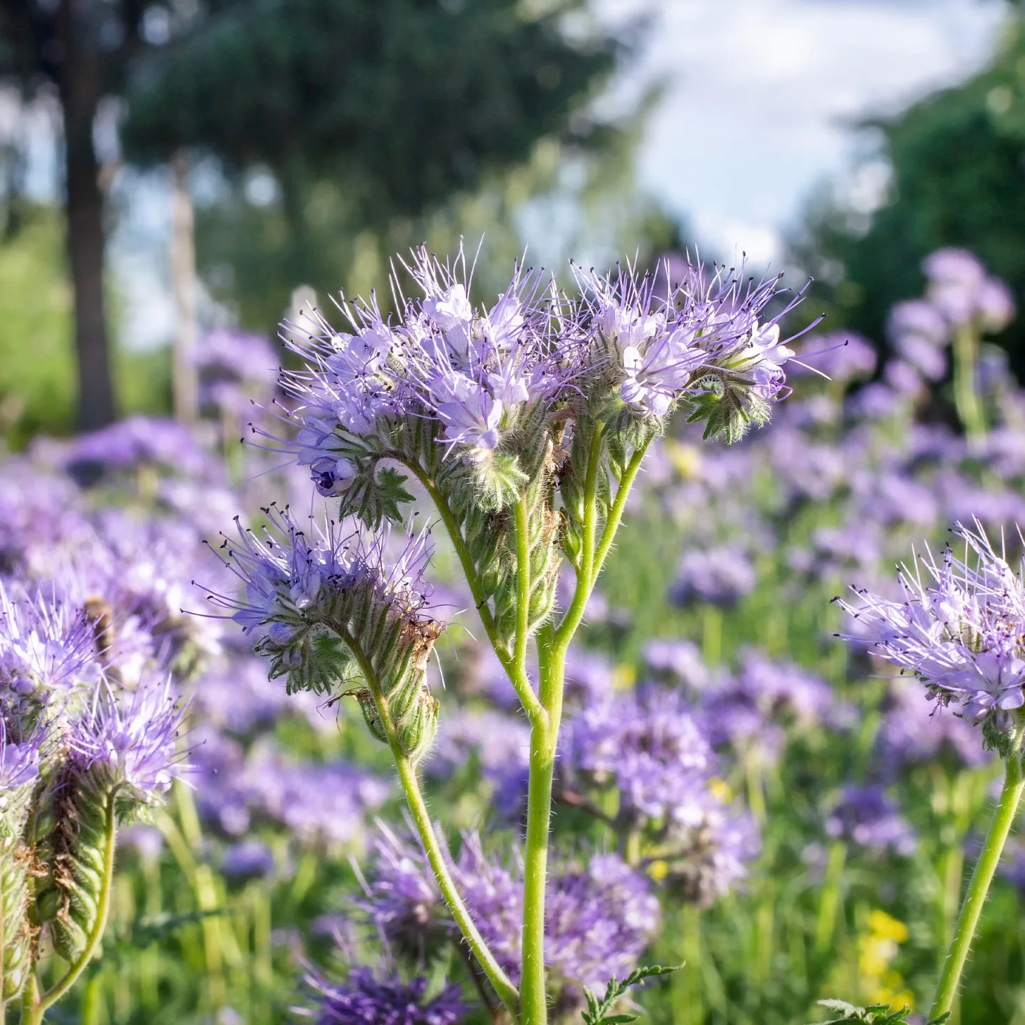 Phacelia Bio - Bienenweide in Violett