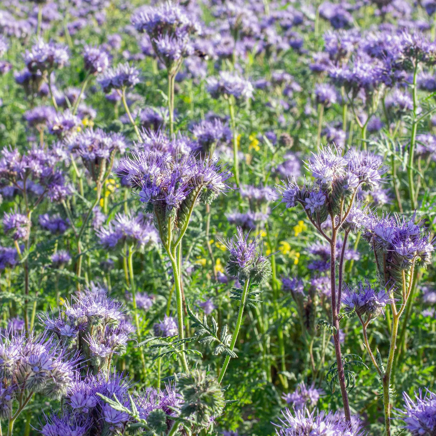 Phacelia Bio - Bienenweide in Violett