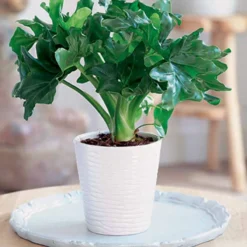 Philodendron ‘Atom’ im weißen ELHO-Übertopf - Kompakt und elegant für Innenräume