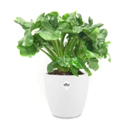 Philodendron ‘Atom’ im weißen ELHO-Übertopf - Kompakt und elegant für Innenräume