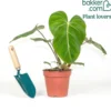 Philodendron Gloriosum - Samtblätter fürs Wohnzimmer