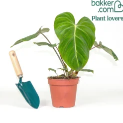 Philodendron Gloriosum - Samtblätter fürs Wohnzimmer