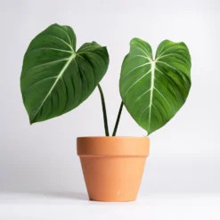 Philodendron Gloriosum - Samtblätter fürs Wohnzimmer